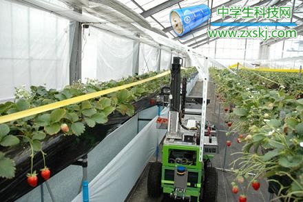 摘草莓機(jī)器人。