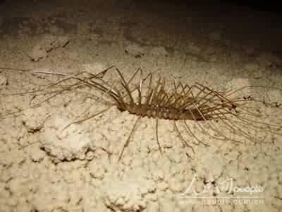廣西鳳山發(fā)現(xiàn)多種未知洞穴生物物種(組圖)(2)